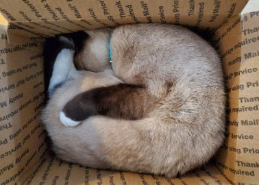 A cat found a sleeping spot in one the priority mail boxes.