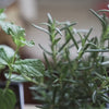 Close up of a fresh sprig of mint being clipped with a scissors with a nearby rosemary plant out of focus in the background.