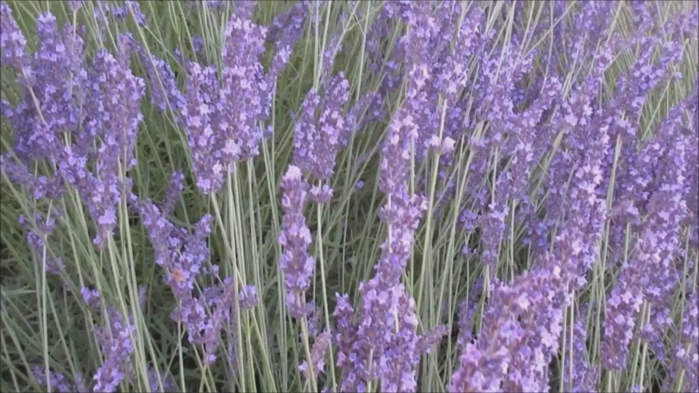 A lush field of wild purple flowering lavender. 
