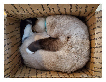 Oliver the cat has taken to sleeping in a USPS priority mail shipping box.